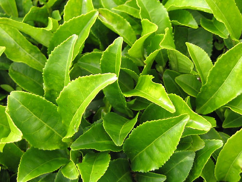 te verde